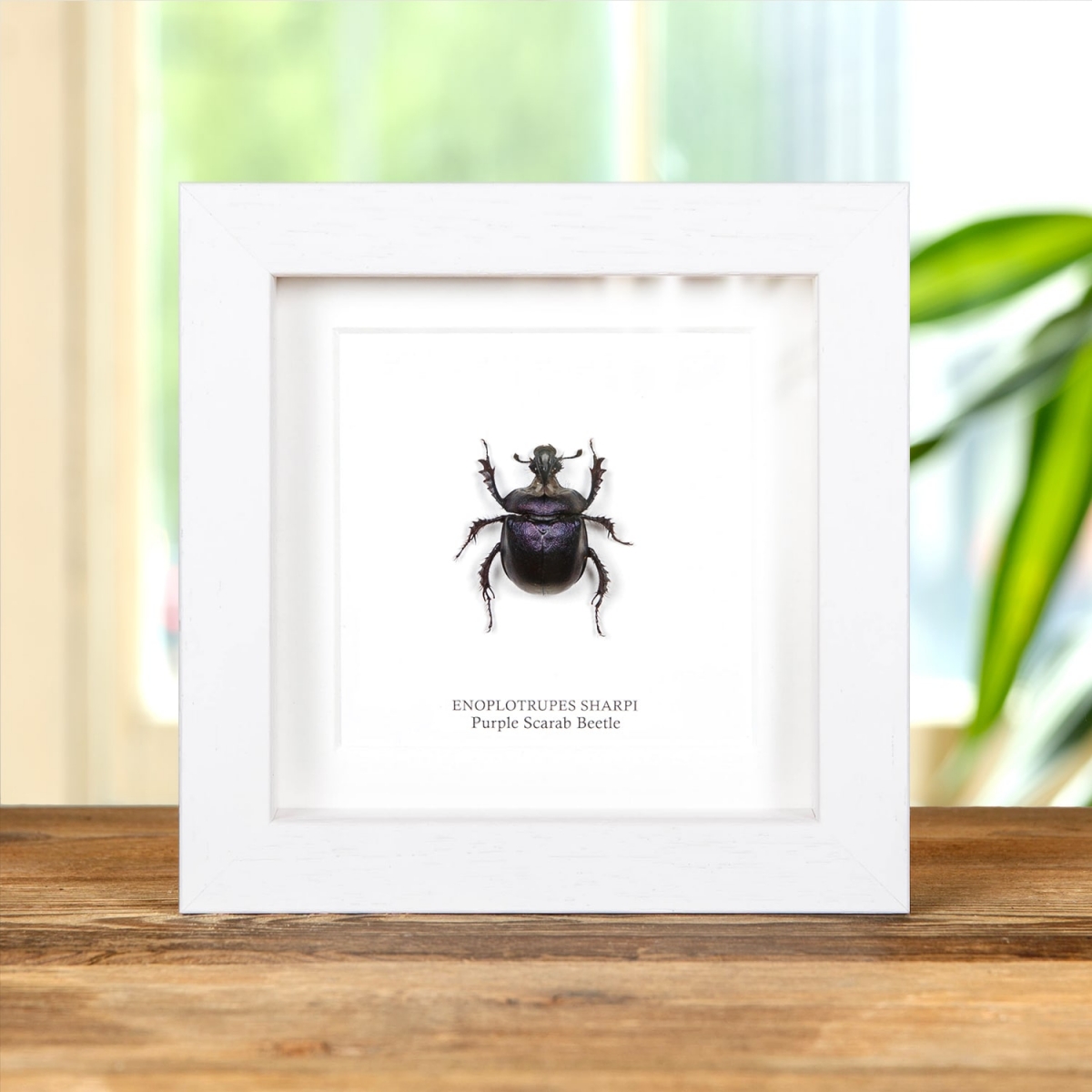 Purple Scarab Beetle in Box Frame (Enoplotrupes sharpi)