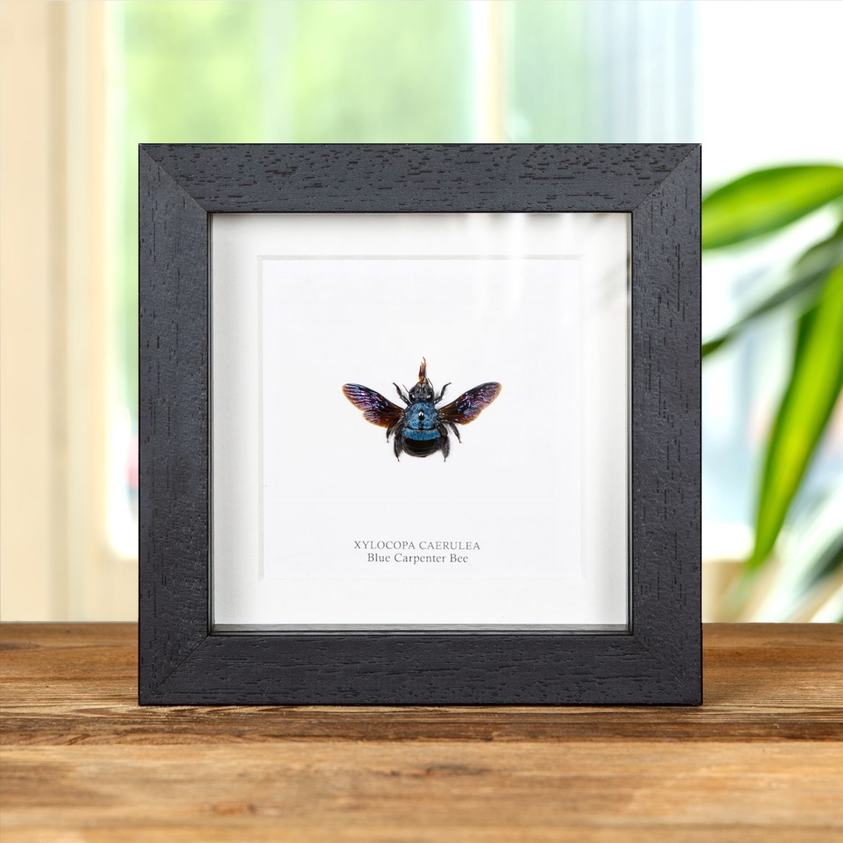 Minibeast The Blue Carpenter Bee in Box Frame (Xylocopa caerulea)