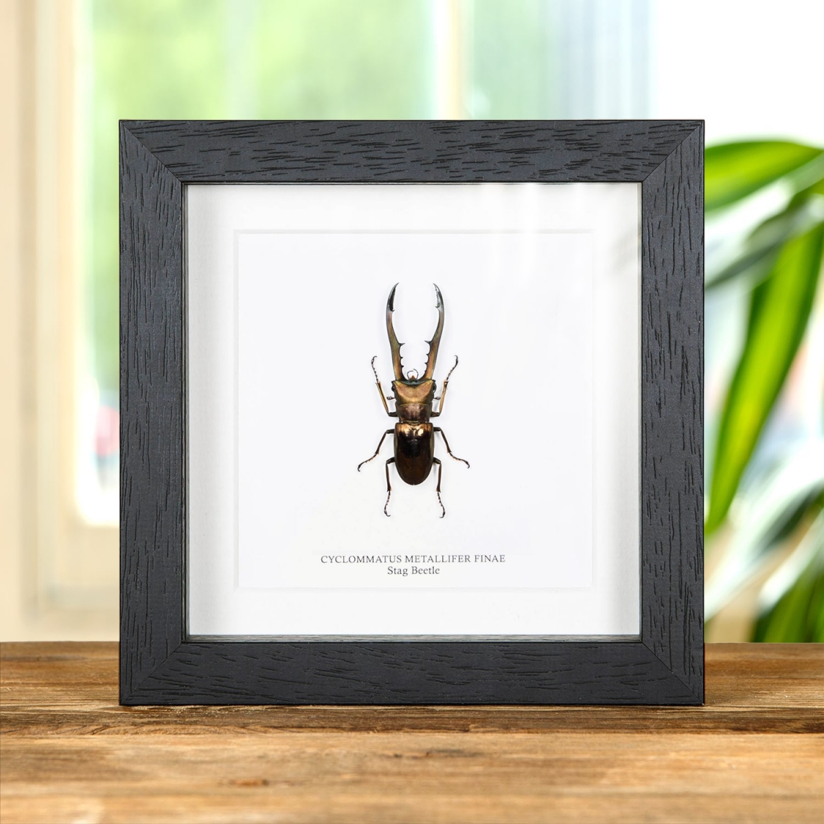Minibeast Stag Beetle in Box Frame (Cyclommatus metallifer finae)