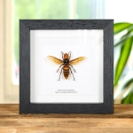 Minibeast Queen Asian Giant Hornet in Box Frame (Vespa mandarinia)