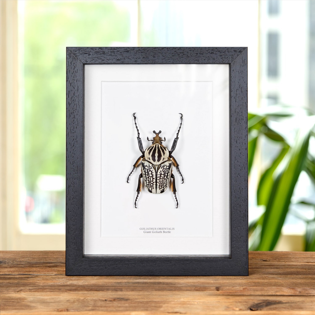 Minibeast Giant Goliath Beetle in Box Frame (Goliathus orientalis)