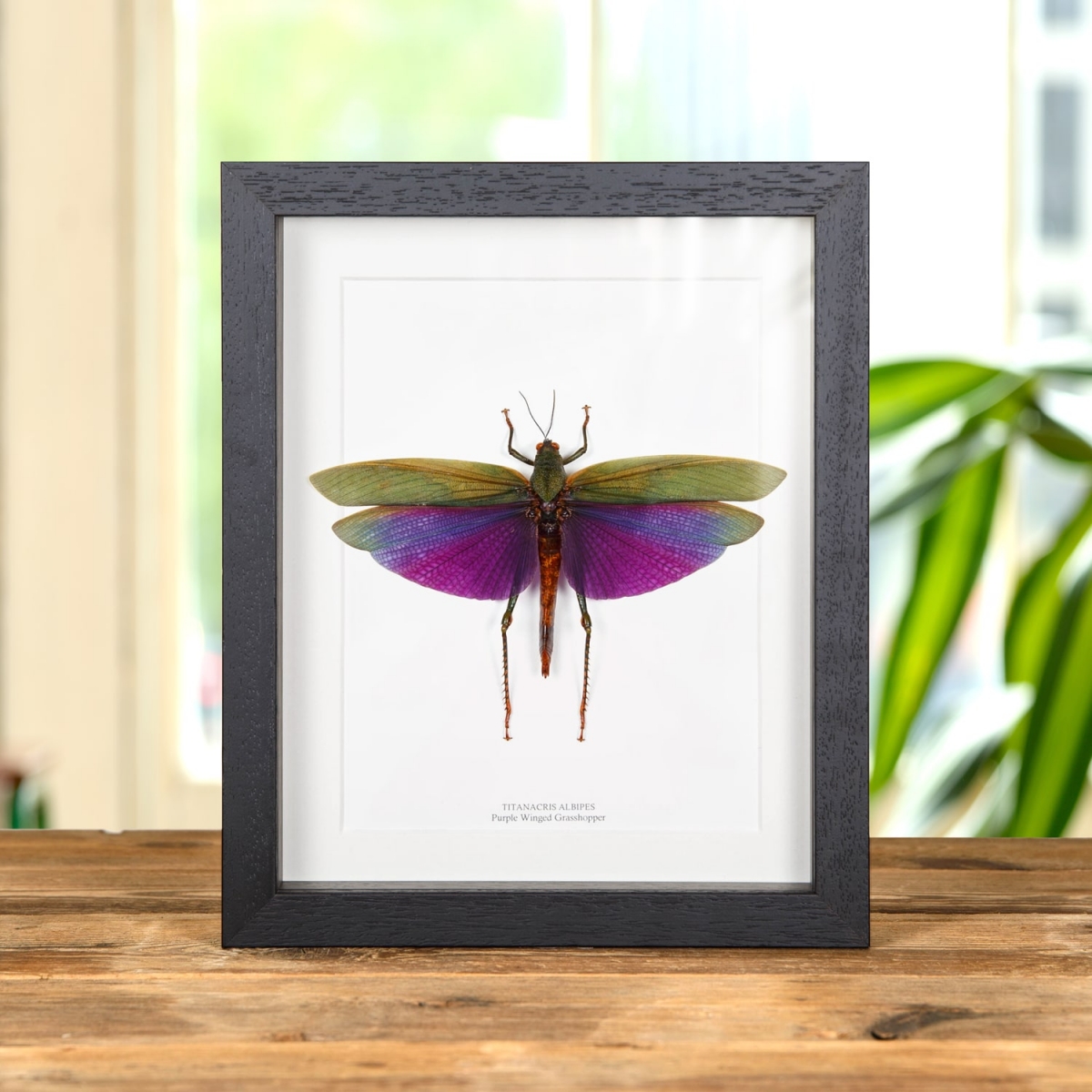 Minibeast Purple Grasshopper in Box Frame (Titanacris albipes)