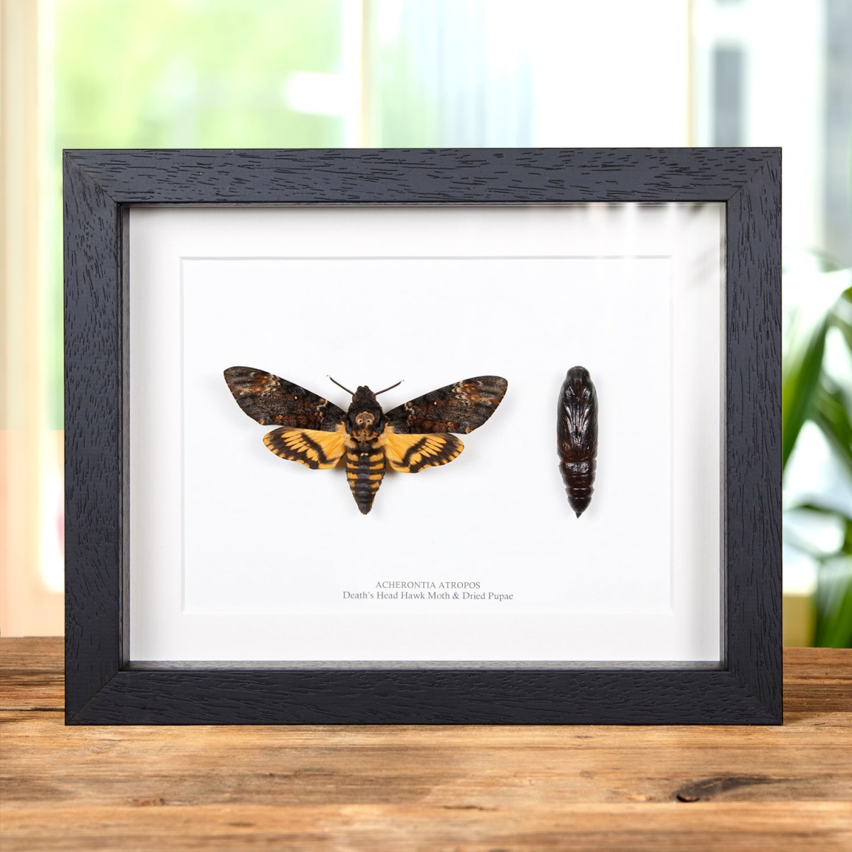 Minibeast Pupae and Death's Head Hawk Moth in Box Frame (Acherontia atropos)
