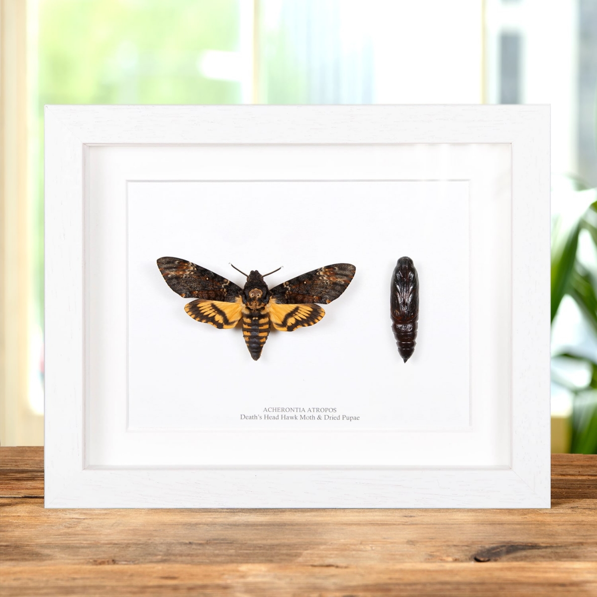 Pupae and Death's Head Hawk Moth in Box Frame (Acherontia atropos)