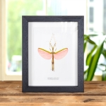 Minibeast Pink Winged Stick Insect in Box Frame (Necroscia annulipes)