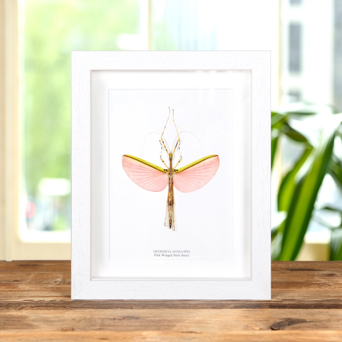 Pink Winged Stick Insect in Box Frame (Necroscia annulipes)