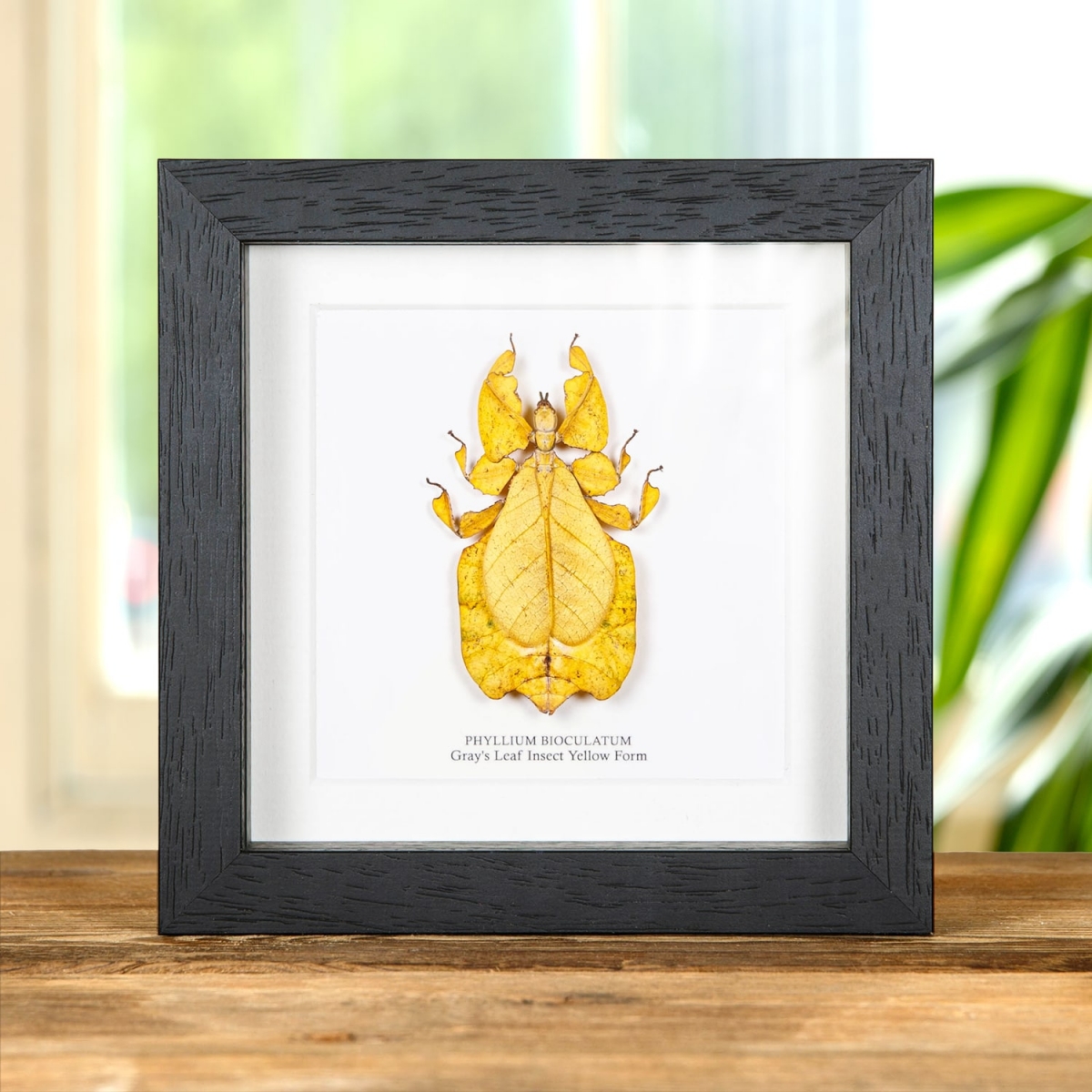 Minibeast Gray's Leaf Insect Yellow Form in Box Frame (Phyllium bioculatum)
