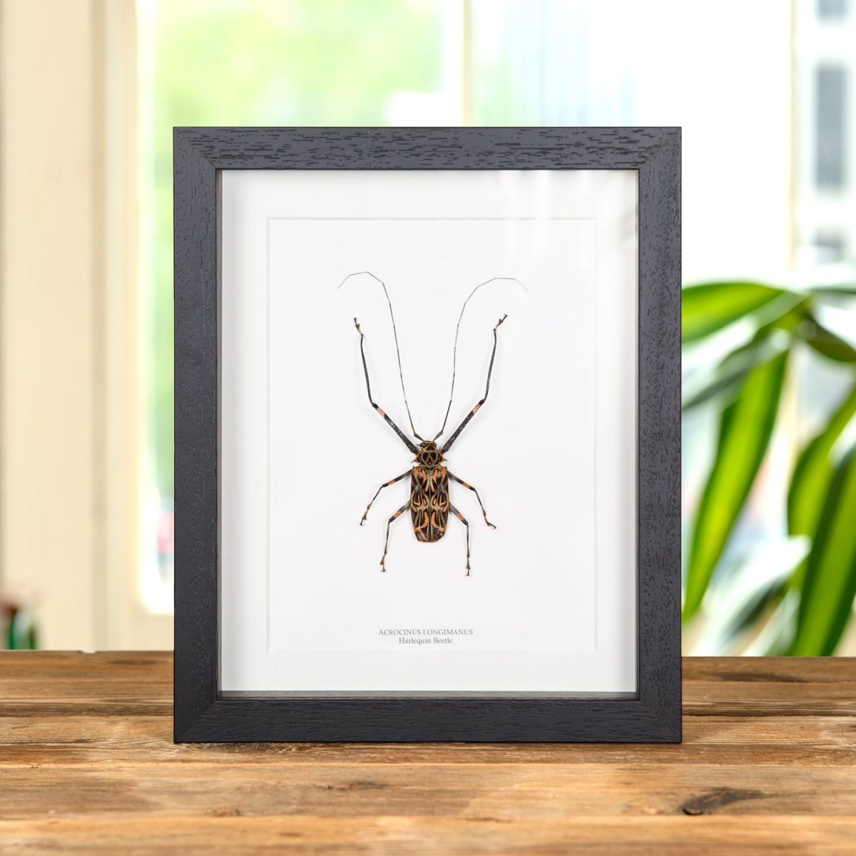 Minibeast Harlequin Beetle in Box Frame (Acrocinus longimanus)
