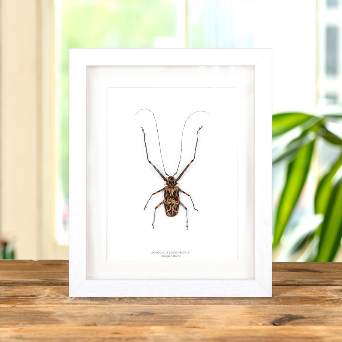 Harlequin Beetle in Box Frame (Acrocinus longimanus)