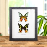 Minibeast Double Madagascan Sunset Moth (Chrysiridia rhipheus)