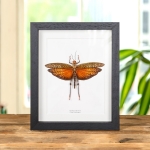 Minibeast Giant Grasshopper in Box Frame (Tropidacris dux)