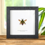 Minibeast Jember Jewel Beetle in Box Frame (Chrysochroa fulminans jember)