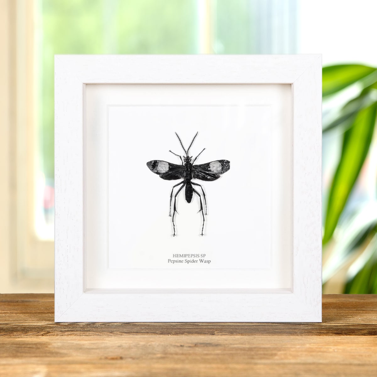 Pepsine Spider Wasp in Box Frame (Hemipepsis sp)