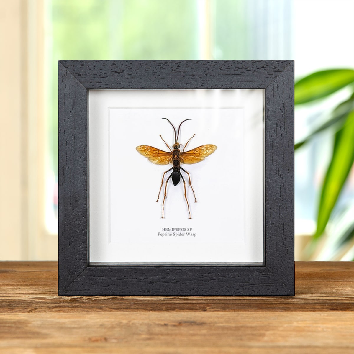 Minibeast Large Pepsine Spider Wasp in Box Frame (Hemipepsis sp)