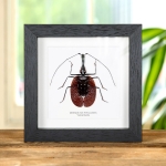 Minibeast Violin Beetle in Box Frame (Mormolyce phyllodes)