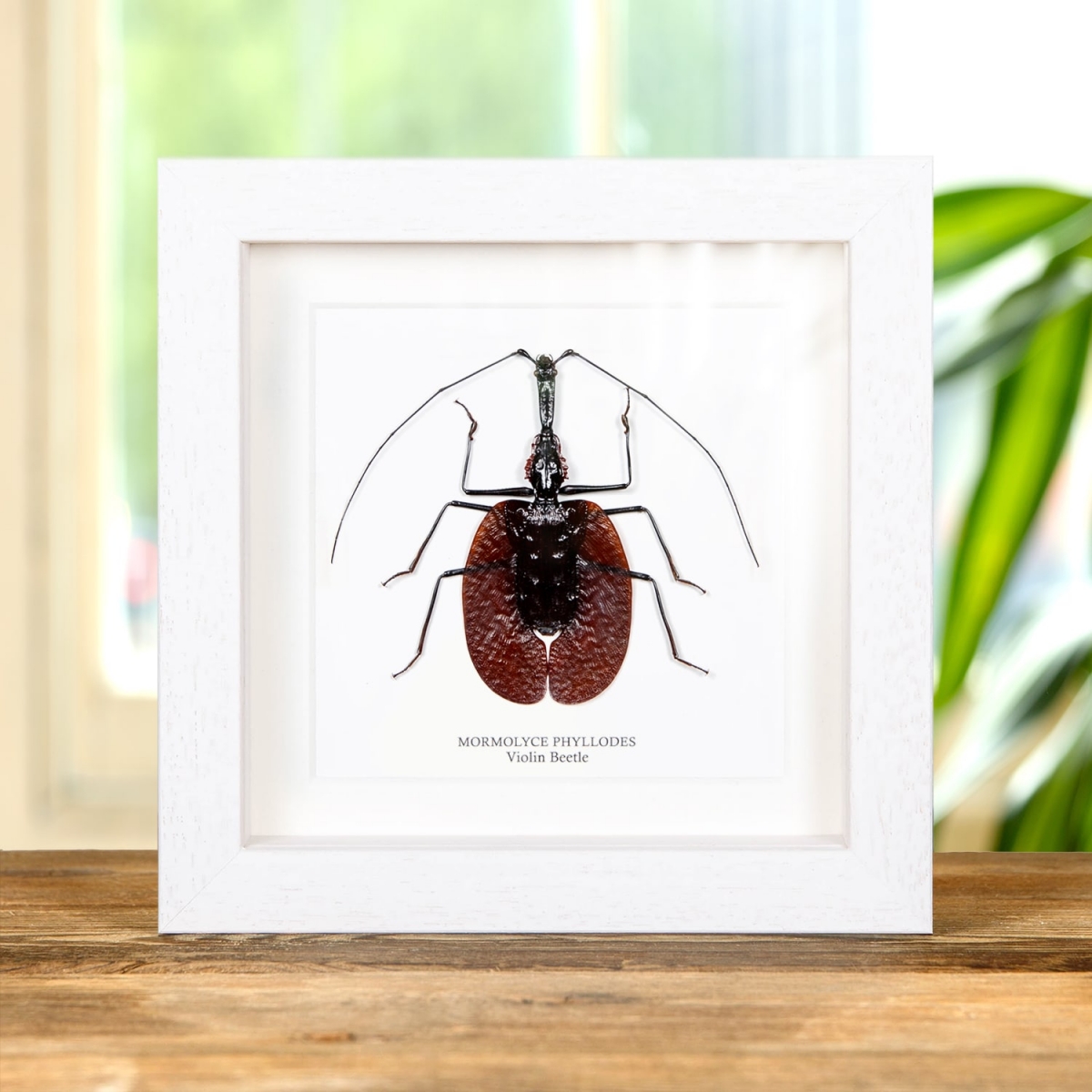 Violin Beetle in Box Frame (Mormolyce phyllodes)