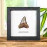 Minibeast Medium Megalodon Shark Tooth (Carcharodon megalodon) Fossil in Box Frame