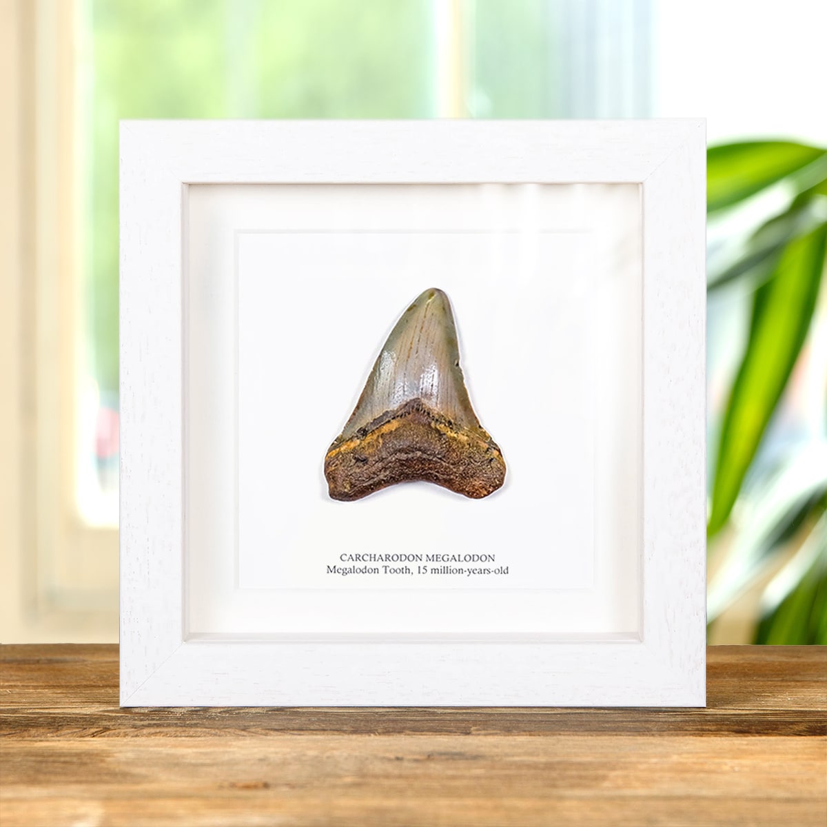 Medium Megalodon Shark Tooth (Carcharodon megalodon) Fossil in Box Frame