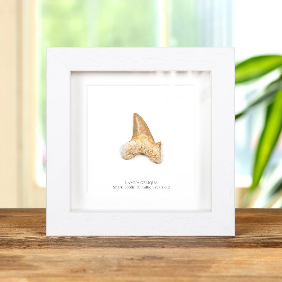 Shark Tooth (Lamna obliqua) Fossil in Box Frame