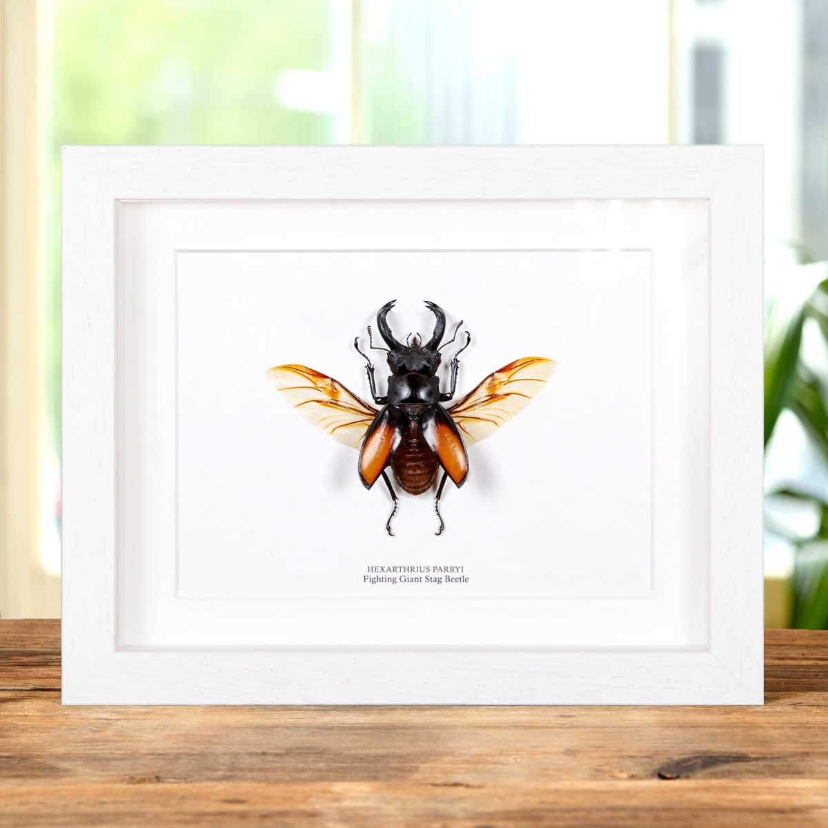 Fighting Giant Stag Beetle in Box Frame (Hexarthrius parryi)