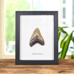 Minibeast Large Megalodon Shark Tooth (Carcharodon megalodon) Fossil in Box Frame