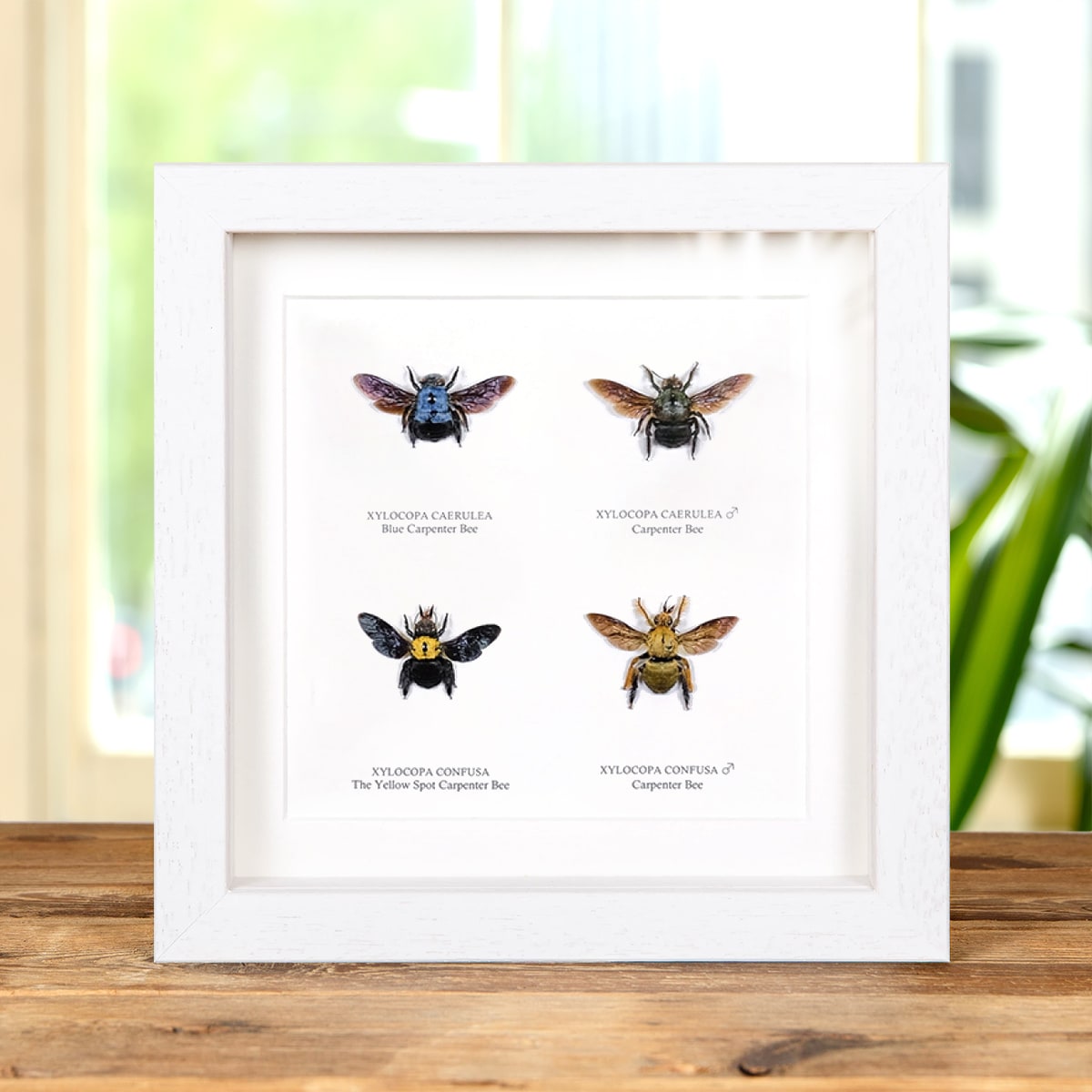 Carpenter Bee Display in Box Frame (Xylocopa sp)