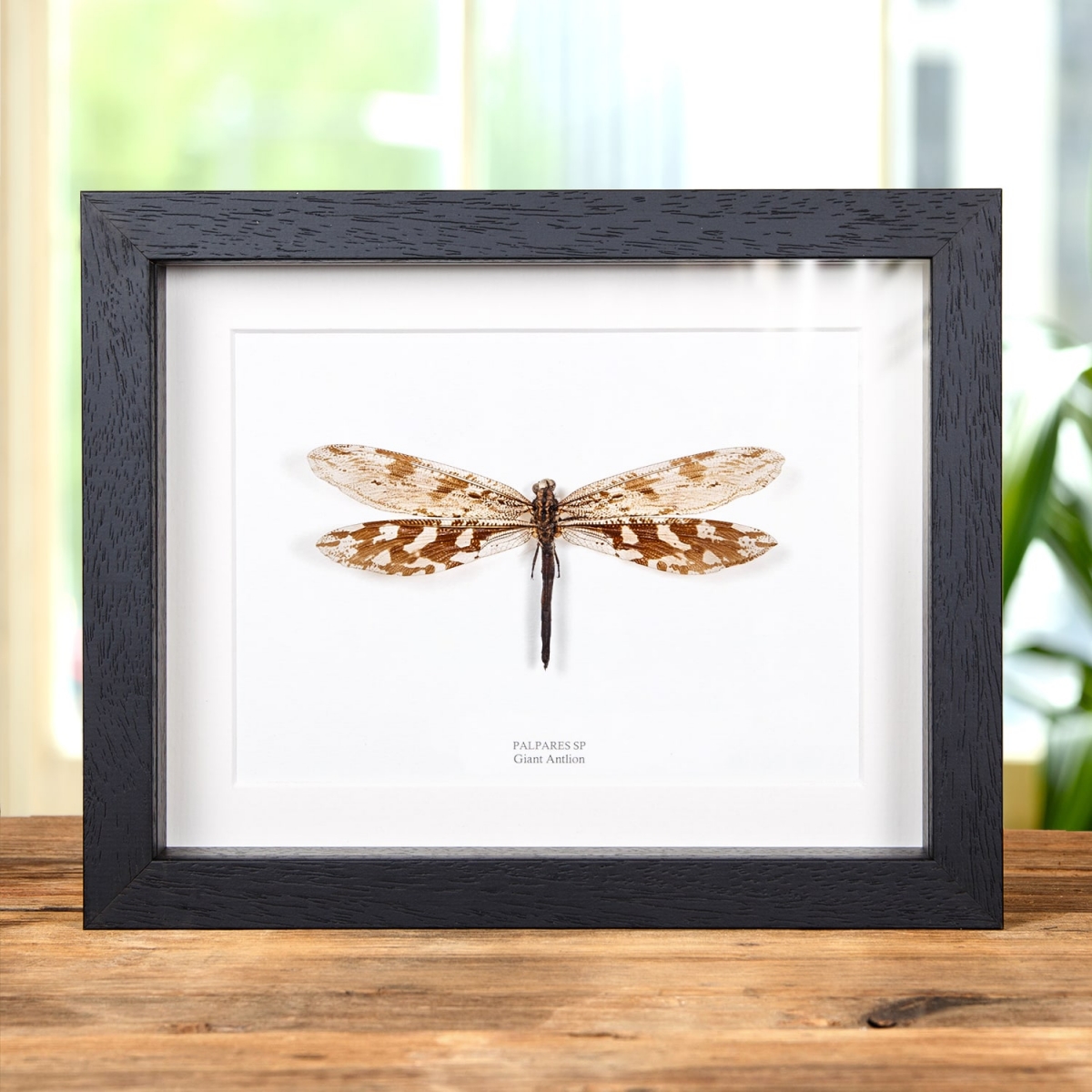 Minibeast Giant Antlion in Box Frame (Palpares sp.)
