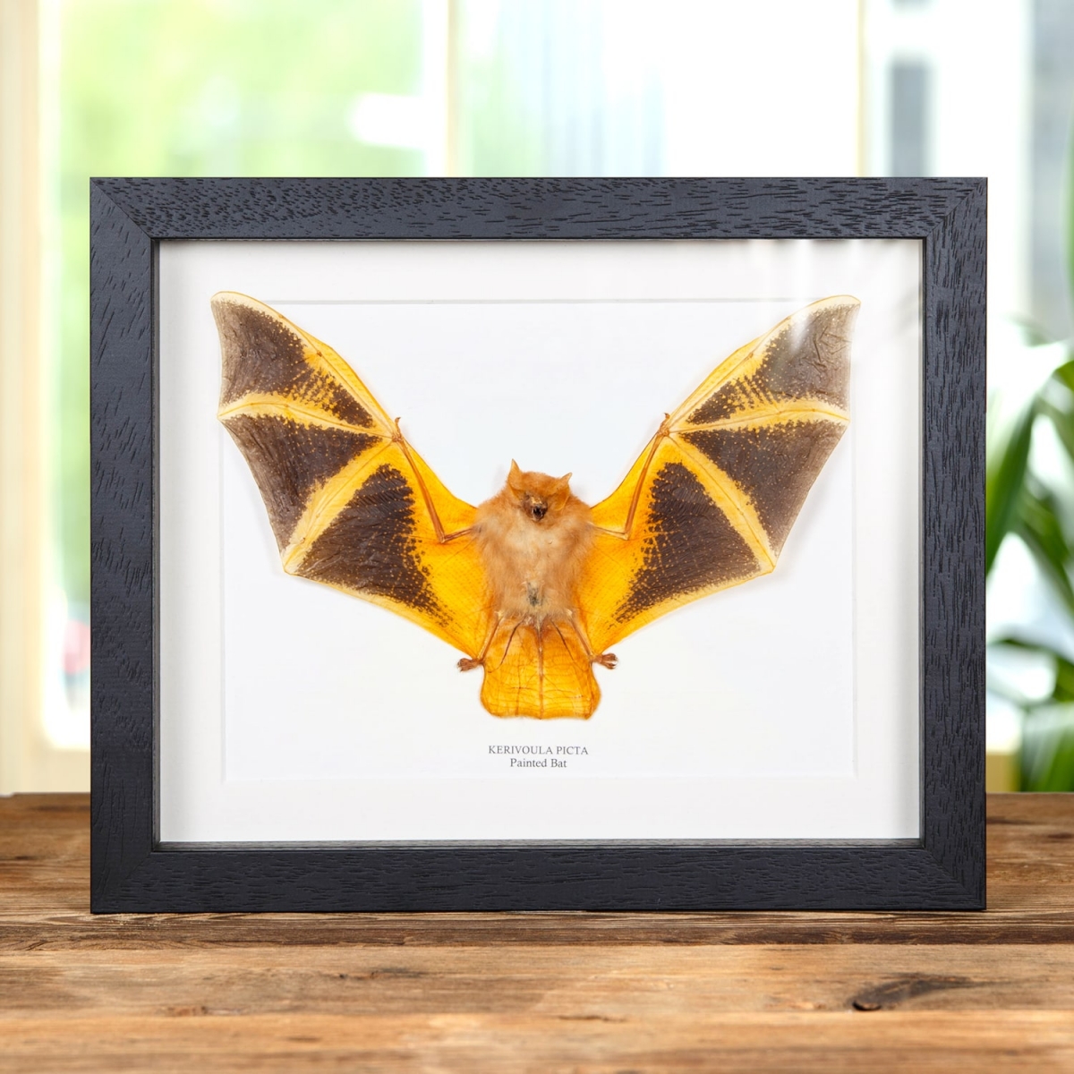 Minibeast Taxidermy Painted Bat in Box Frame (Kerivoula picta)