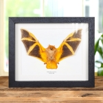 Minibeast Taxidermy Painted Bat in Box Frame (Kerivoula picta)