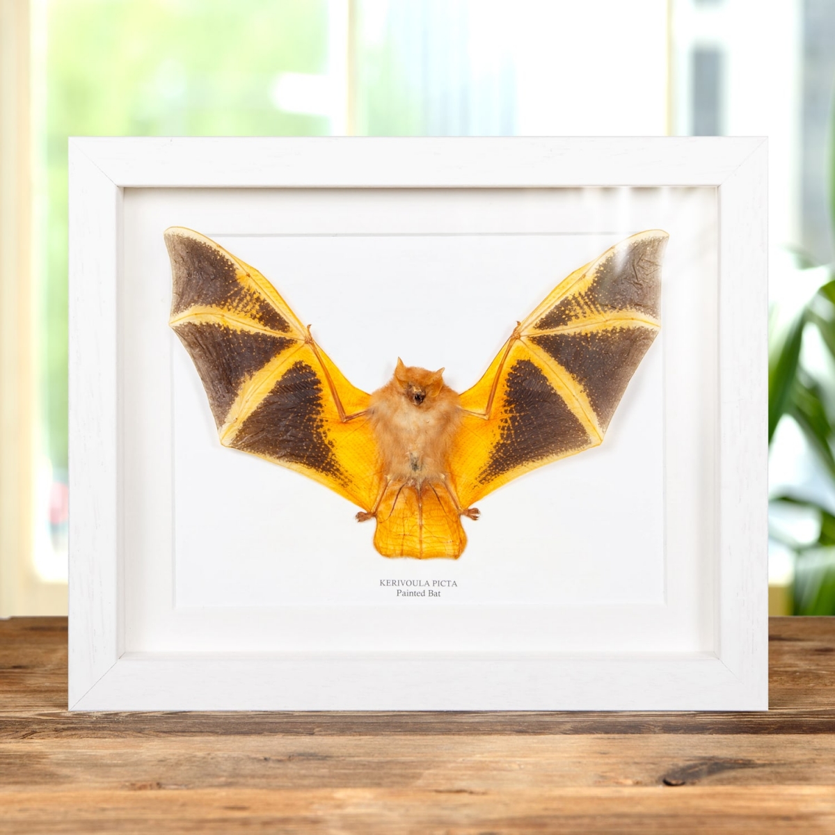Taxidermy Painted Bat in Box Frame (Kerivoula picta)