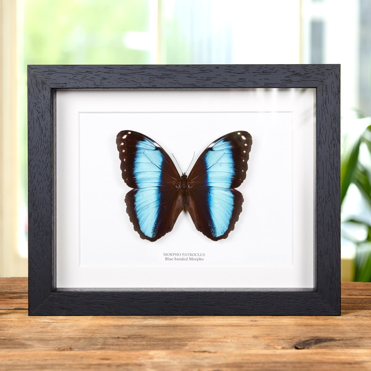 Minibeast Blue-banded Morpho Butterfly in Box Frame (Morpho patroclus)
