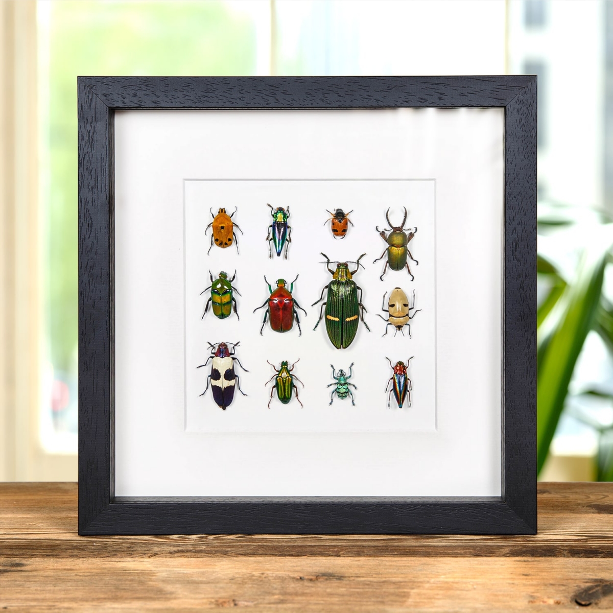 Minibeast Multiple Insect Display in Box Frame