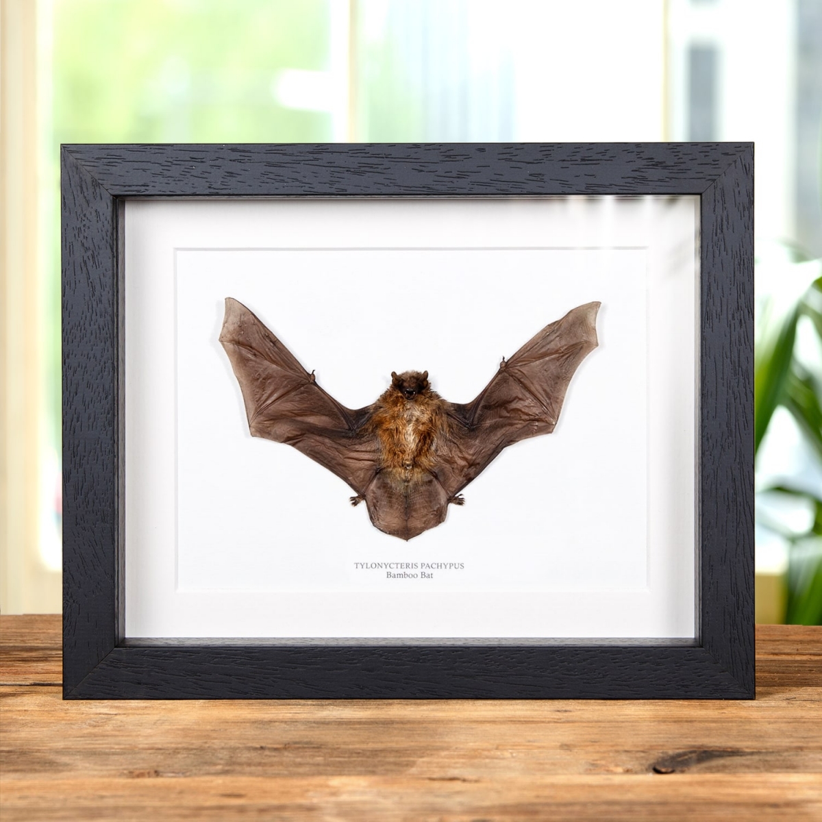 Minibeast Taxidermy Bamboo Bat in Box Frame (Tylonycteris pachypus)