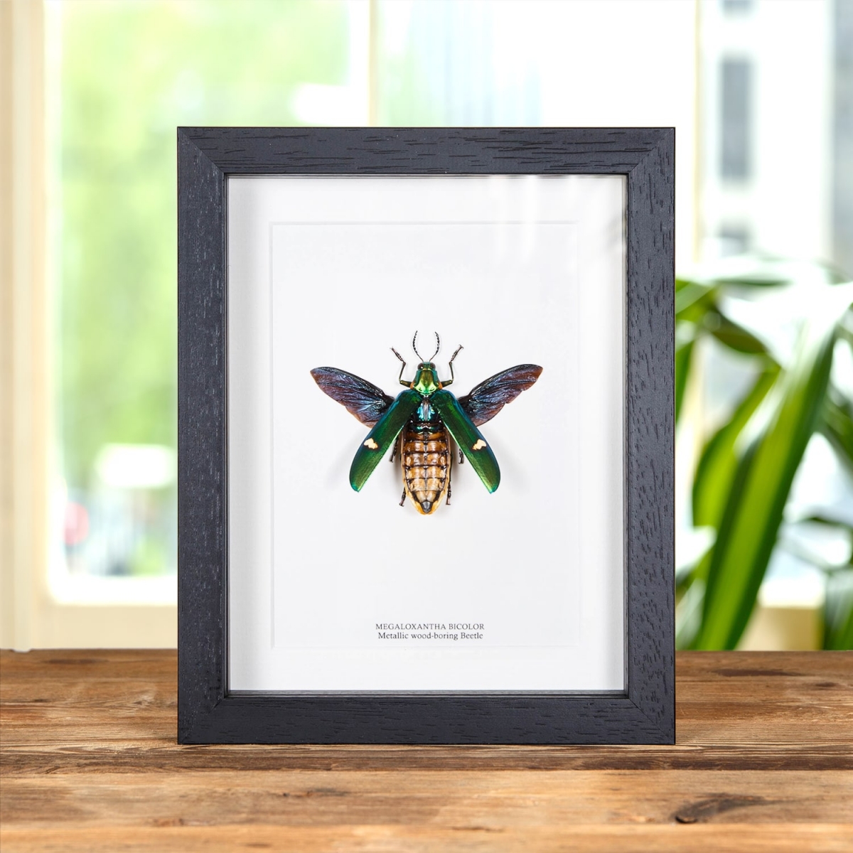 Minibeast Metallic wood-boring Beetle in Box Frame (Megaloxantha bicolor)