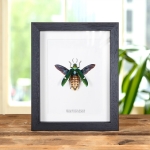 Minibeast Metallic wood-boring Beetle in Box Frame (Megaloxantha bicolor)