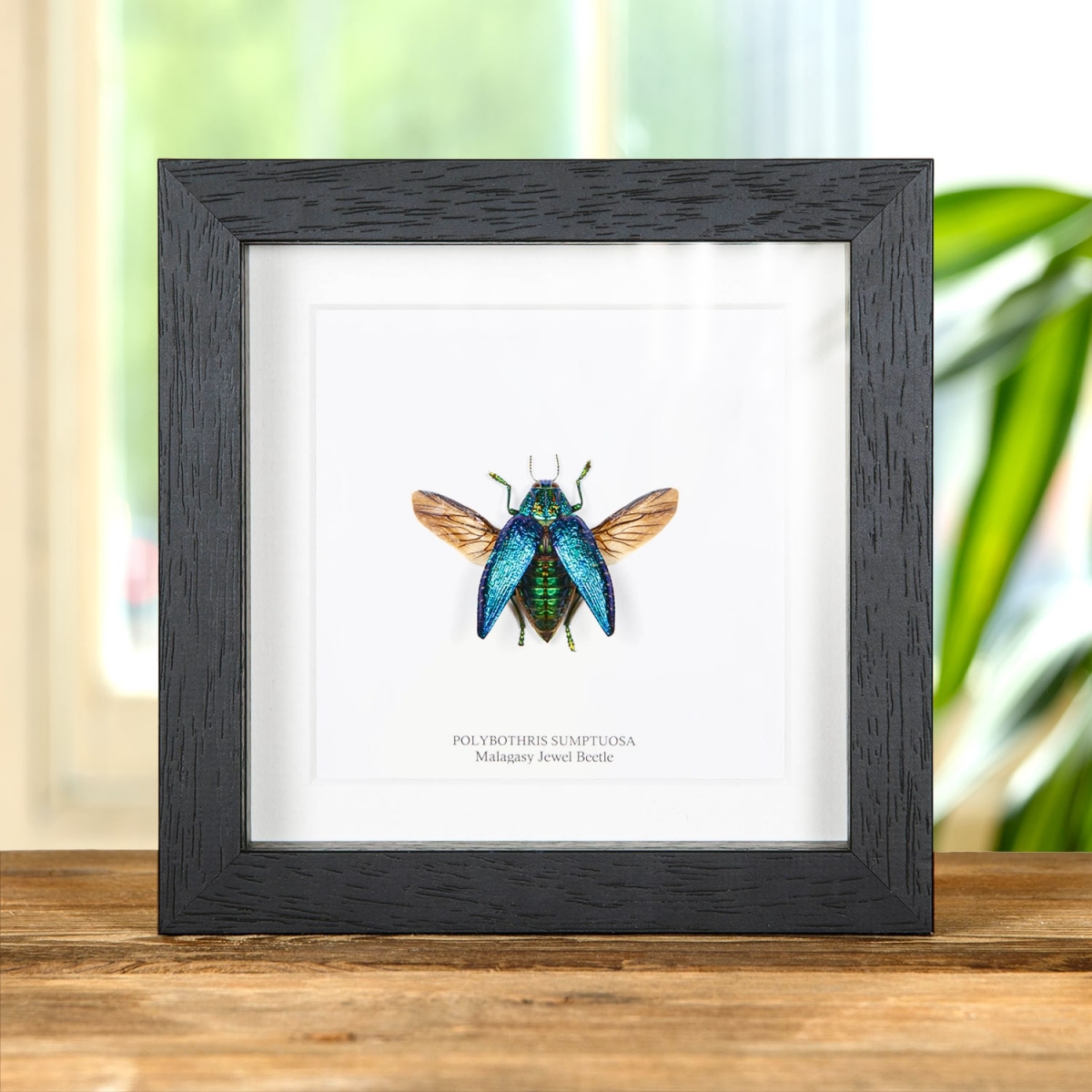 Minibeast Malagasy Jewel Beetle in Box Frame (Polybothris sumptuosa)