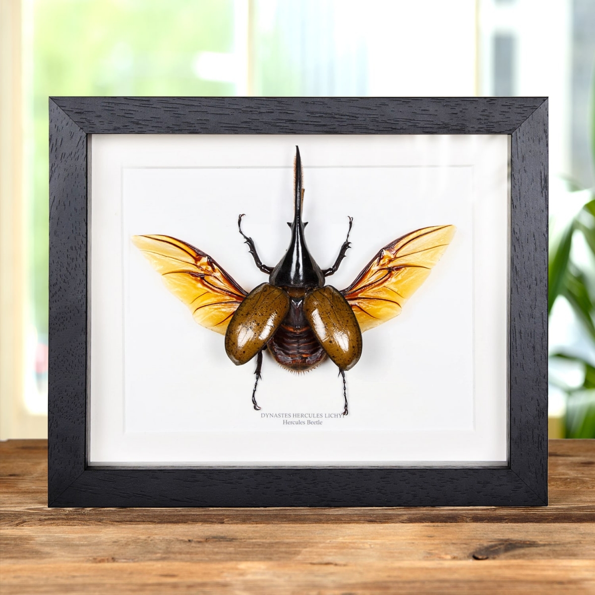 Minibeast Hercules Beetle in Box Frame (Dynastes hercules lichyi)