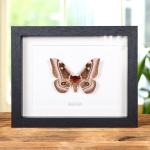 Minibeast Madagascar Emperor moth in Box Frame (Bunaea aslauga)