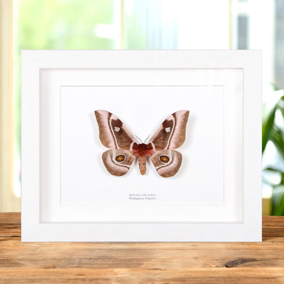 Madagascar Emperor moth in Box Frame (Bunaea aslauga)