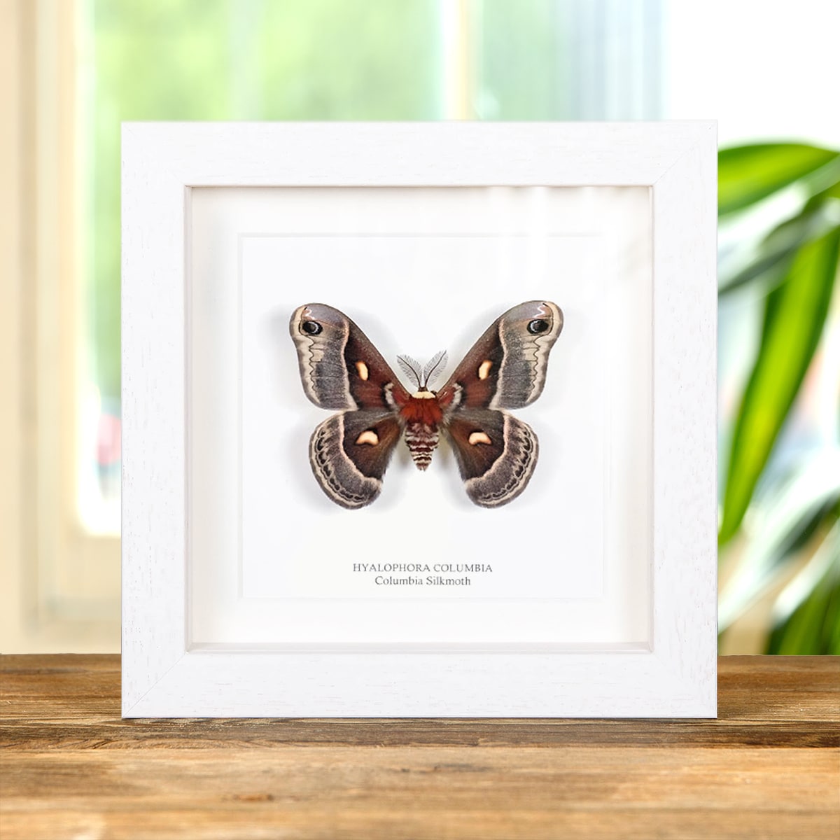 Columbia Silkmoth in Box Frame (Hyalophora columbia)