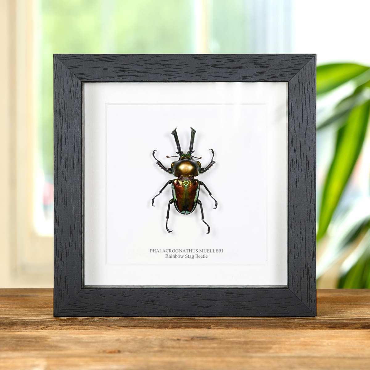 Minibeast Rainbow Stag Beetle in Box Frame (Phalacrognathus muelleri)