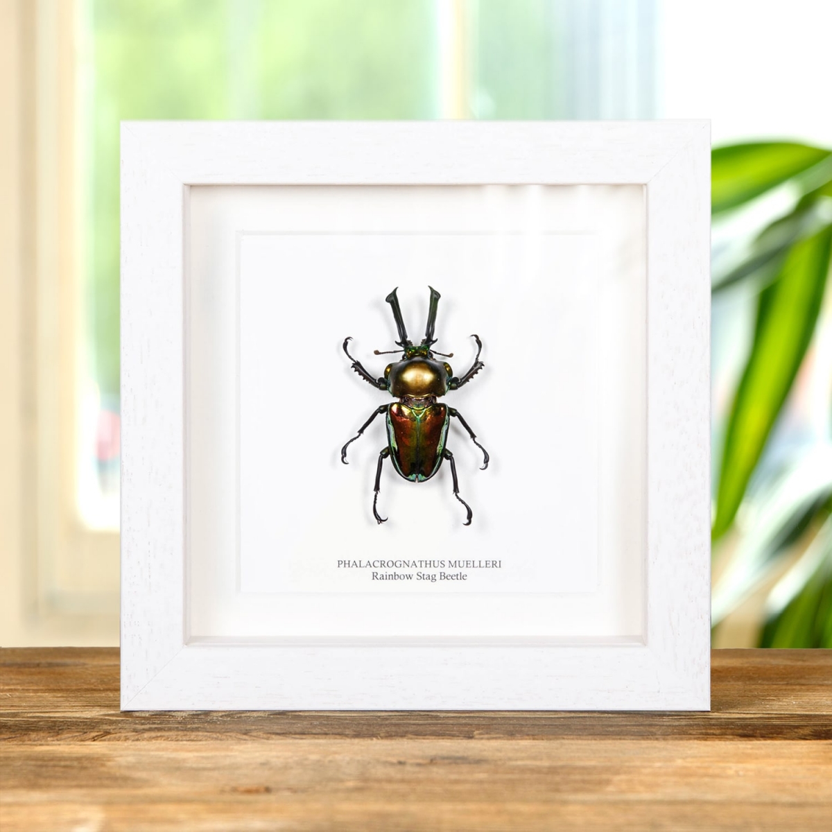 Rainbow Stag Beetle in Box Frame (Phalacrognathus muelleri)