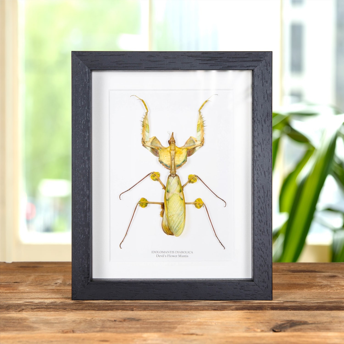 Minibeast Devil's Flower Mantis in Box Frame (Idolomantis diabolica)