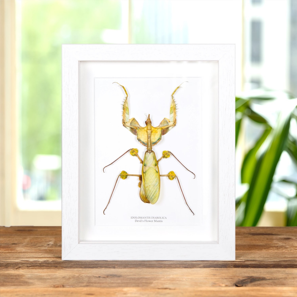 Devil's Flower Mantis in Box Frame (Idolomantis diabolica)