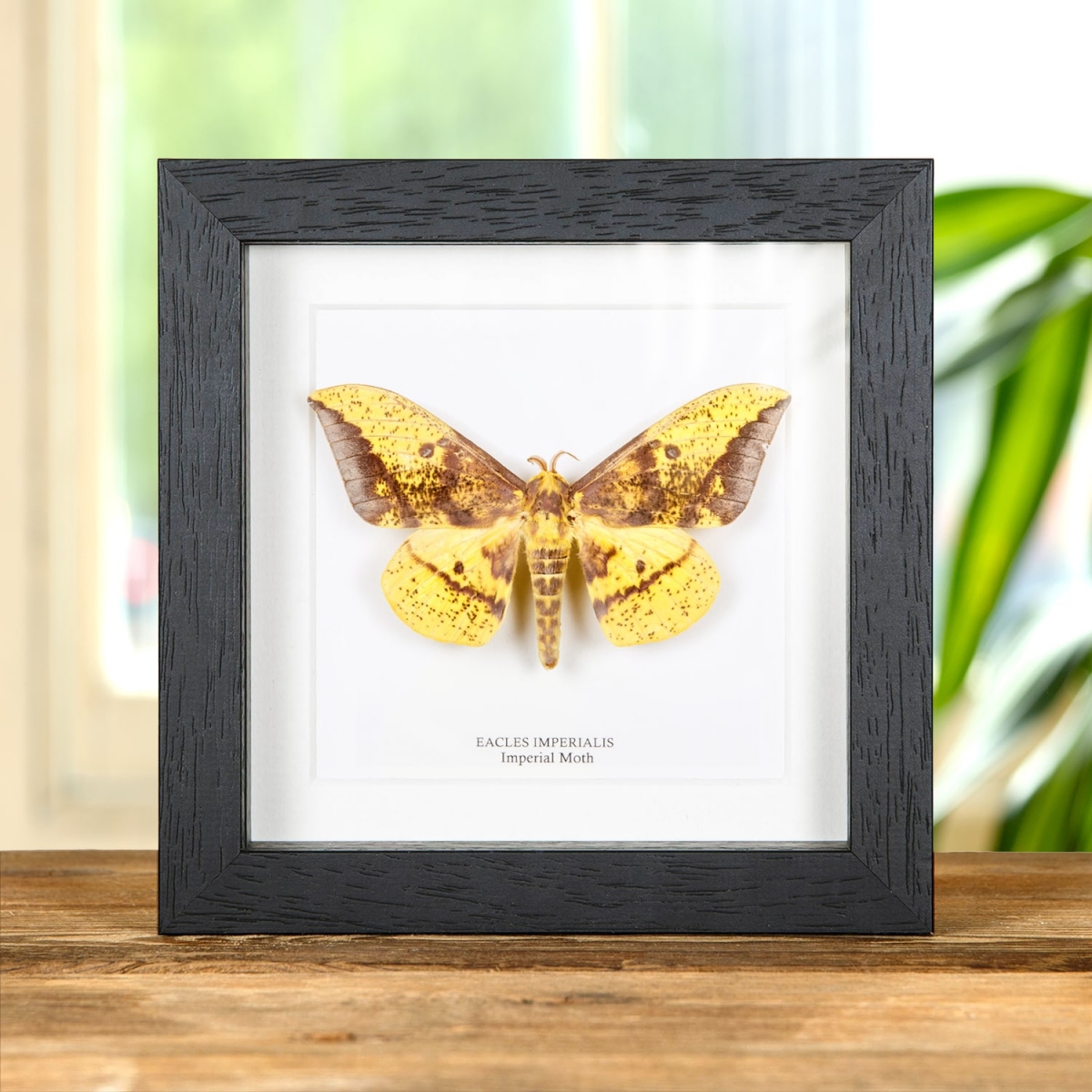 Minibeast Imperial Moth in Box Frame (Eacles imperialis)