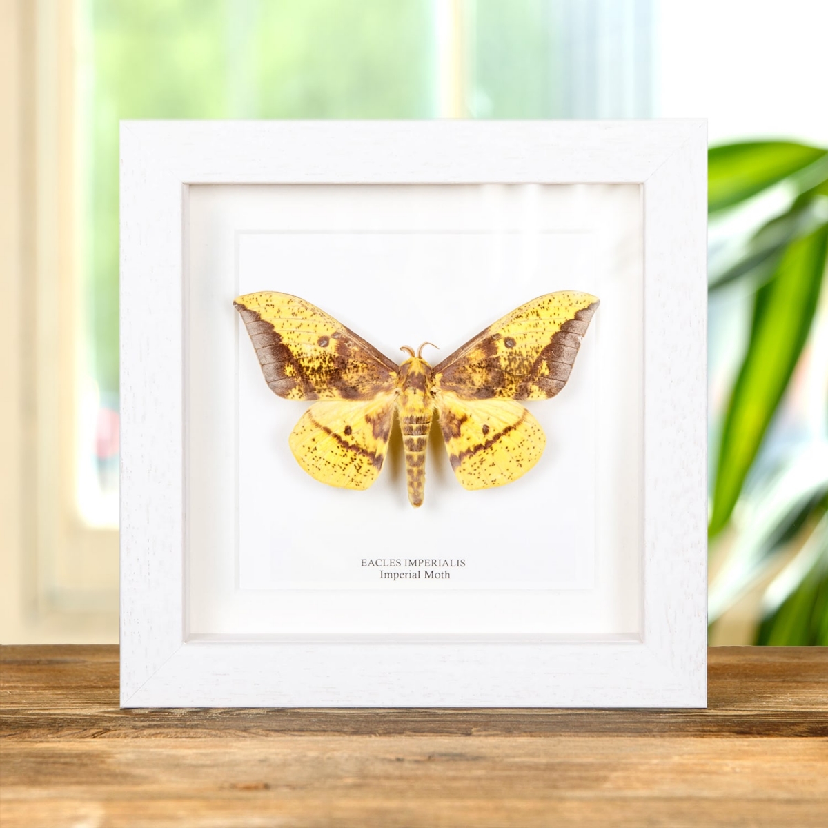 Imperial Moth in Box Frame (Eacles imperialis)