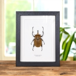 Minibeast Elephant Beetle in Box Frame (Megasoma elephas)