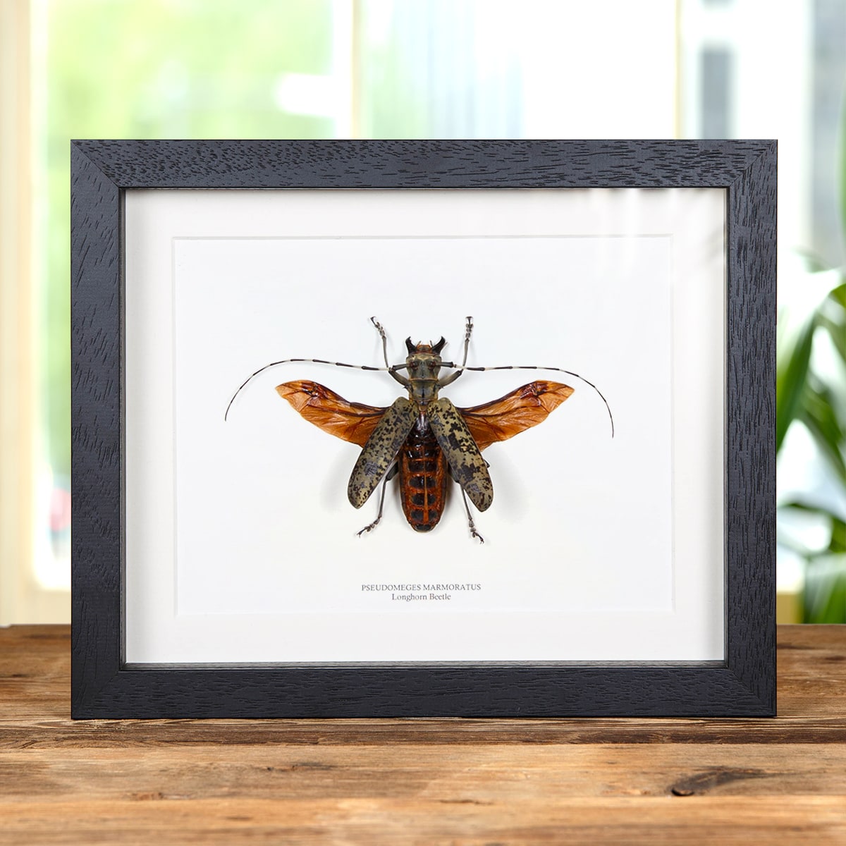 Minibeast Giant Spread Longhorn Beetle in Box Frame (Pseudomeges marmoratus)