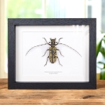 Minibeast Giant Female Longhorn Beetle in Box Frame (Pseudomeges marmoratus)