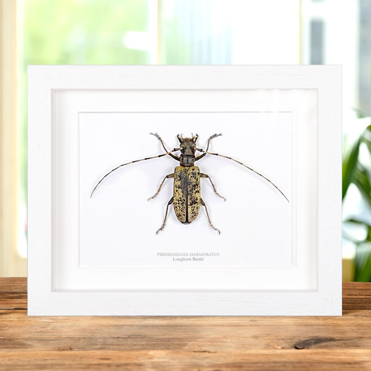 Giant Female Longhorn Beetle in Box Frame (Pseudomeges marmoratus)